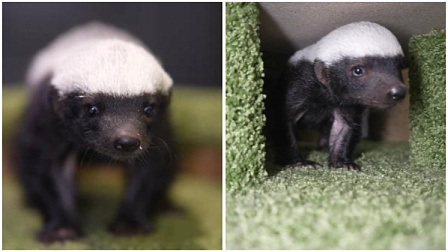 В новосибирском зоопарке показали четырёхмесячного детёныша медоеда