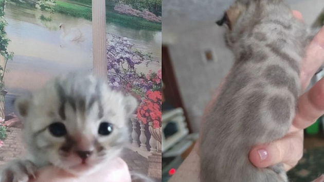 В Новосибирске продают бенгальского котенка с редким окрасом за 120 тысяч рублей