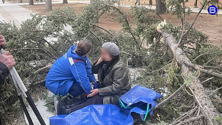 Дерево рухнуло на гуляющих пенсионеров на Монументе Славы в Новосибирске