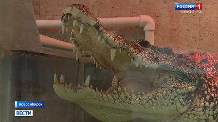 Новый дом для крокодила Кузи из магазина сантехники ищут в Новосибирске