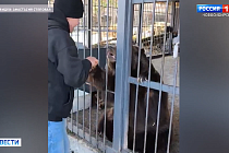 Суд не вернул цирковых медведей новосибирским дрессировщикам Герасимовым