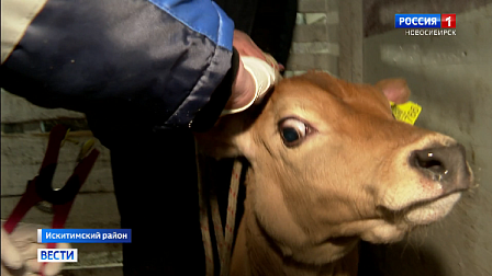 Новосибирских фермеров призвали активнее чипировать домашний скот