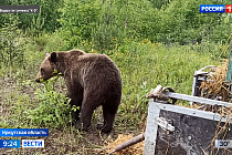 В Иркутской области выпустили на волю трех спасенных медвежат