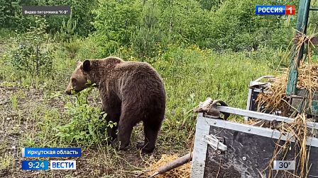 В Иркутской области выпустили на волю трех спасенных медвежат