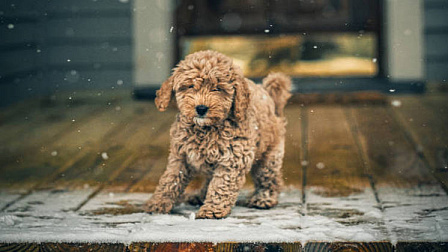 В Новосибирской области похолодает до -14° на короткой рабочей неделе ноября