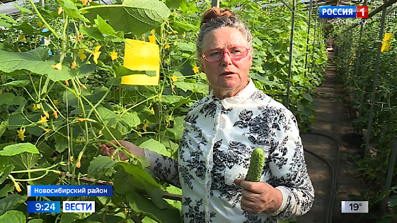 Новосибирский агроном раскрыла секрет богатого урожая огурцов и помидоров