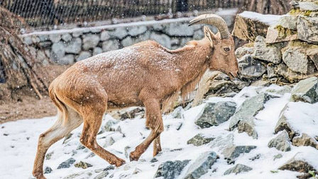 В новосибирском зоопарке поселился гривистый баран
