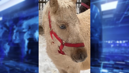 В новосибирском зоопарке поселились статный конь и очаровательные пони