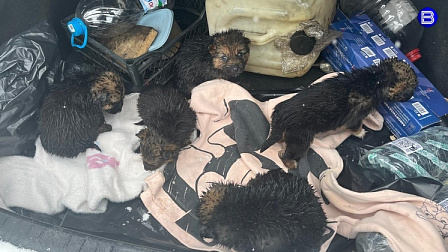 Пятерых щенят в мешке выкинул живодёр в мусорный контейнер под Новосибирском