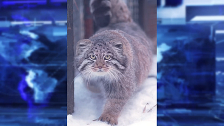 В новосибирском зоопарке манулы-подростки переехали в отдельные вольеры