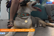 Полезная передача: как помочь четвероногому другу сохранить здоровую улыбку