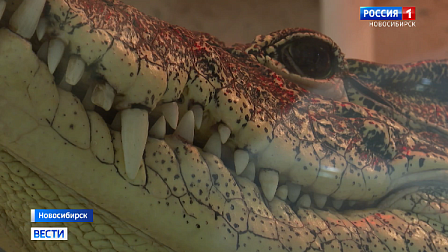 Крокодила Кузю из магазина сантехники в Новосибирске готовят к переезду на Кубу