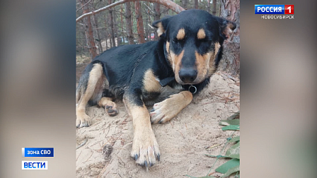 Пёс Мавик спас от атаки дронов отряд новосибирских бойцов в зоне спецоперации