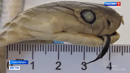Новосибирские таможенники показали самые необычные изъятые предметы в аэропорту