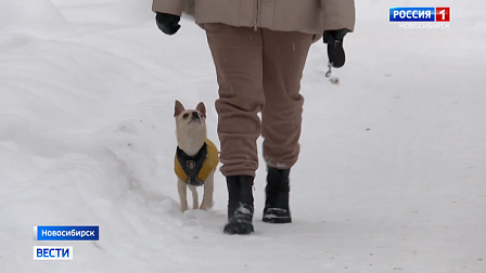 Активное использование реагентов в Новосибирске вызывает опасность для собак