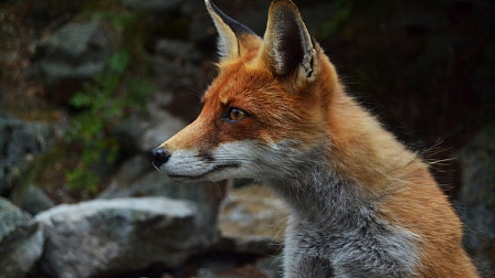 Новосибирский биолог объяснил причины выхода диких лис к людям