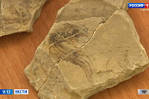 В Иркутске томские ученые нашли окаменелости с отпечатками доисторических рыб