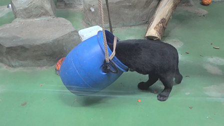 В новосибирском зоопарке ягуар Габриэль восхитил посетителей своим бесстрашием