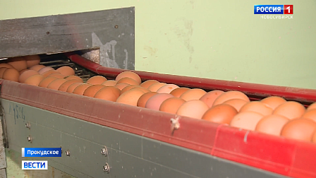 Птицефабрика под Новосибирском начала глобальную модернизацию производства яиц