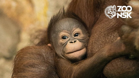 Дочке орангутанов из новосибирского зоопарка выбрали имя