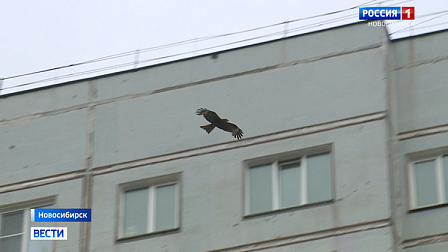 Новосибирцы начали прикармливать диких коршунов из окон многоэтажек