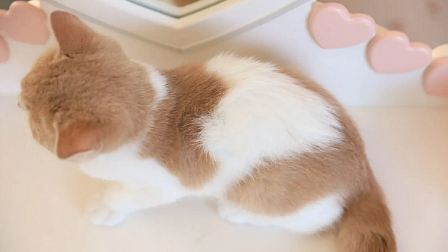 В Новосибирске продают котенка с сердечком на спине за 80 тысяч рублей