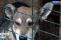 Неравнодушные новосибирцы помогли собачьему приюту в покупке лекарств