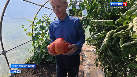 Учитель из Новосибирской области вырастил томат весом более трех килограммов