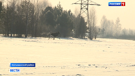 В Новосибирской области началась перепись косуль и лосей