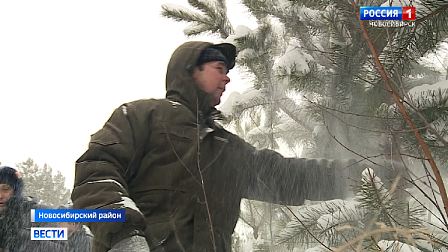 В Новосибирской области заготовка новогодних елок подходит к концу