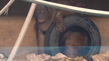 В новосибирском зоопарке орангутан Мишель устроила стирку белья в шине с водой 