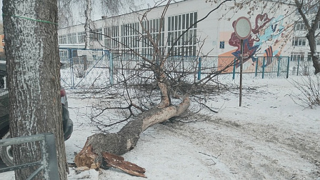 Старое дерево рухнуло на двух детей возле школы № 182 в Новосибирске