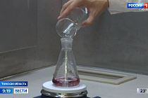 Томские ученые разрабатывают новое лекарство из ягод сибирской жимолости
