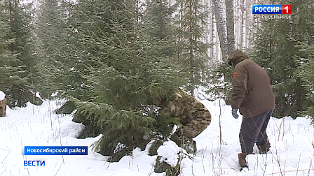 В Новосибирской области срубят около шести тысяч ёлок для встречи Нового года