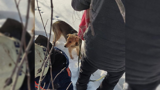 В Новосибирске спасли провалившегося в заброшенный погреб щенка