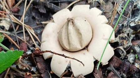 Житель Новосибирска нашел в городском лесу редкий гриб в форме звезды