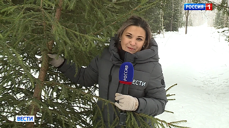 Новогодние ёлки срубили новосибирские лесники для отправки в зону СВО