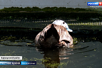 Популяцию краснокнижной утки савки восстанавливают в Новосибирской области