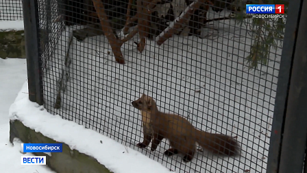 Обитатели новосибирского зоопарка ушли в спячку и подготовились к зиме