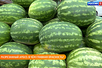 Полезная передача: жизнь в наукограде и секреты выбора арбуза