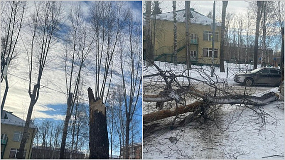 Глава СКР взял на контроль дело о рухнувшем на школьников дереве в Новосибирске