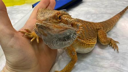 В Новосибирске ветеринары спасли домашнего дракона с инородным телом во рту