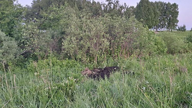 В Новосибирской области нашли убитой пропавшую почти год назад 43-летнюю женщину