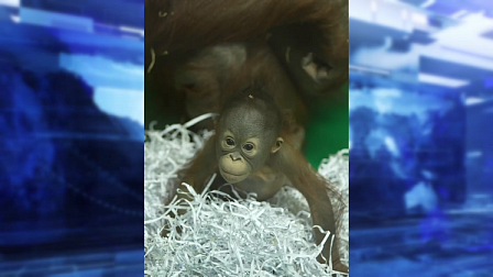 В новосибирском зоопарке показали подросшую дочку орангутанов Бушель