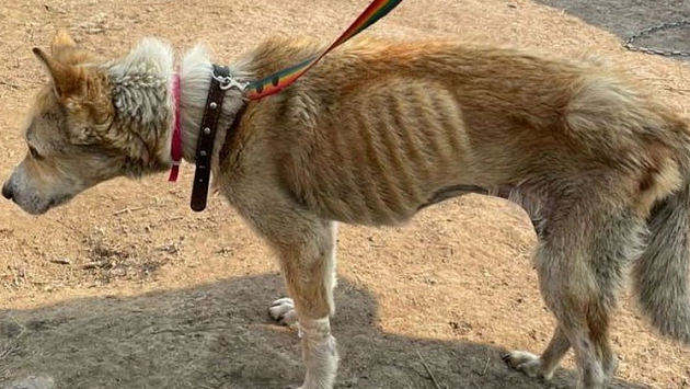 Жительница Новосибирска спасла истощенную до полусмерти слепую собаку