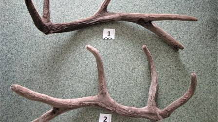 Новосибирские таможенники задержали авиапассажира с рогами оленя в чемодане