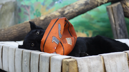 В новосибирском зоопарке юный ягуар Габриэль порадовал посетителей игрой с мячом