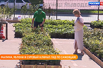 Полезная передача: идём на выставку деревянных скульптур, выбираем саженцы