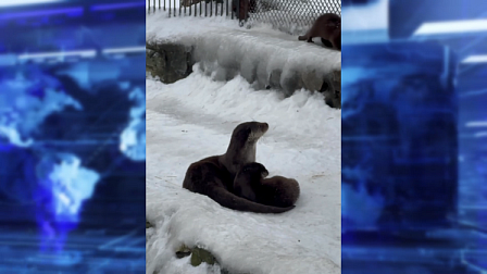 Речные выдры новосибирского зоопарка стали родителями пятерых малышей