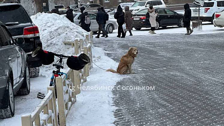 В Новосибирске неизвестные привязали и бросили собаку около торгового центра